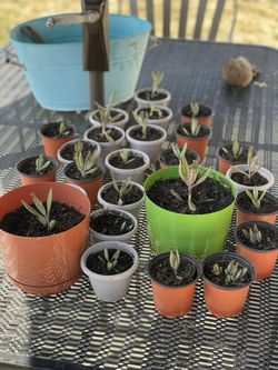 Kalanchoe Plants