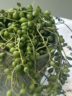 Soculenta