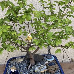 Bonsai Plants Chinese Elm 3 Available $90 Each