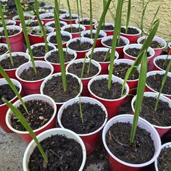 Date Palms Palmas De Datil