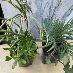 Succulent in one gal pots