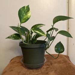 Live House Plant