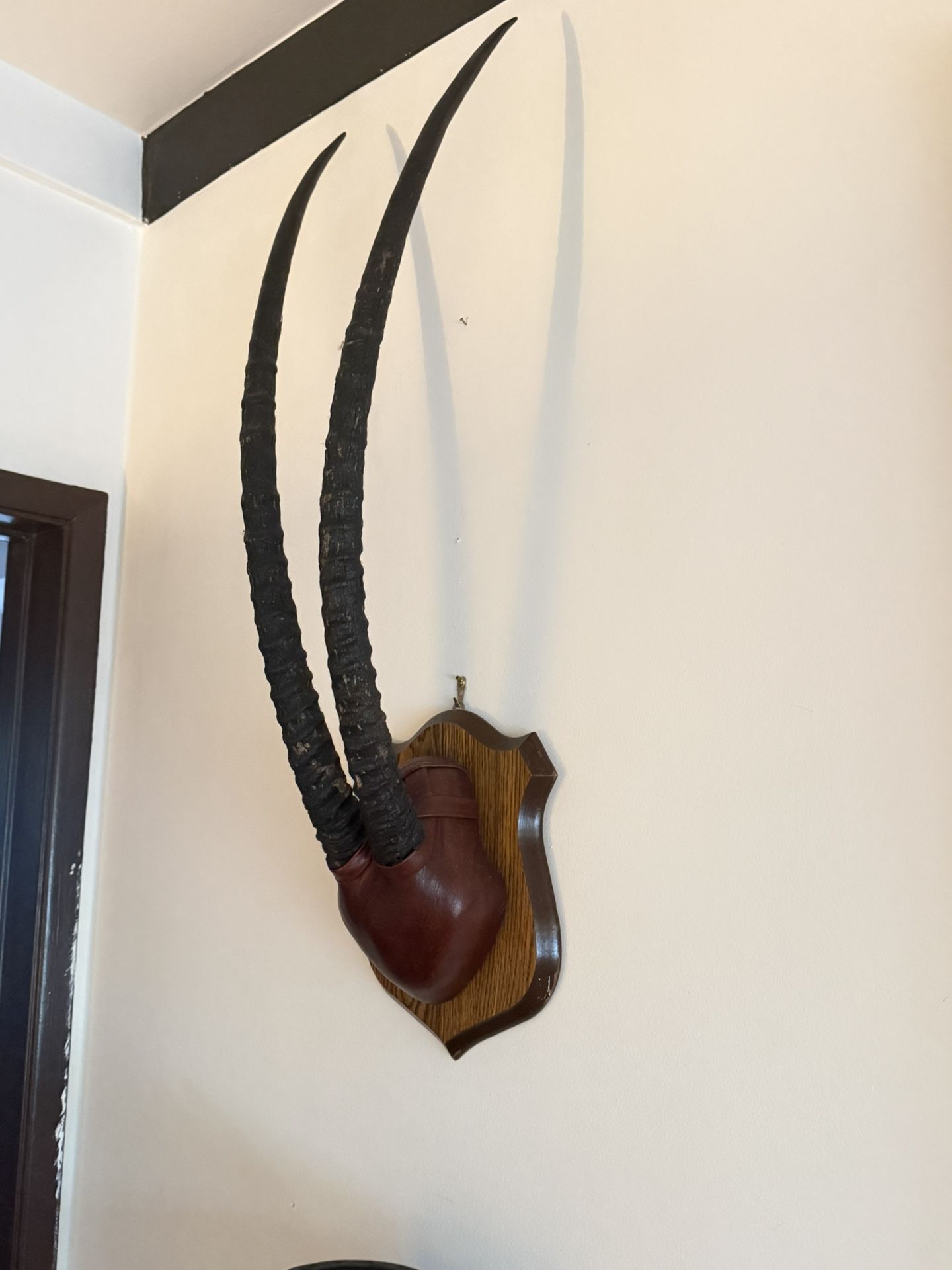 4ft Authentic African Gazelle Antlers (mounted)