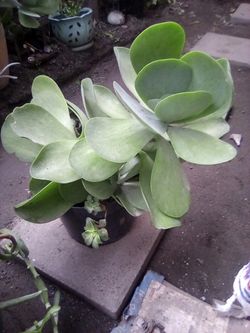 Succulent Plant 🪴 