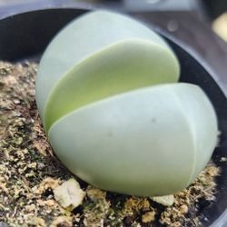 PLANT SALE THIS WEEKEND IN SAN LORENZO..SUN AND MONDAY