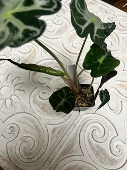Alocasia venom