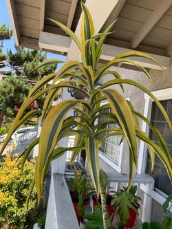 Dracaena House Plant