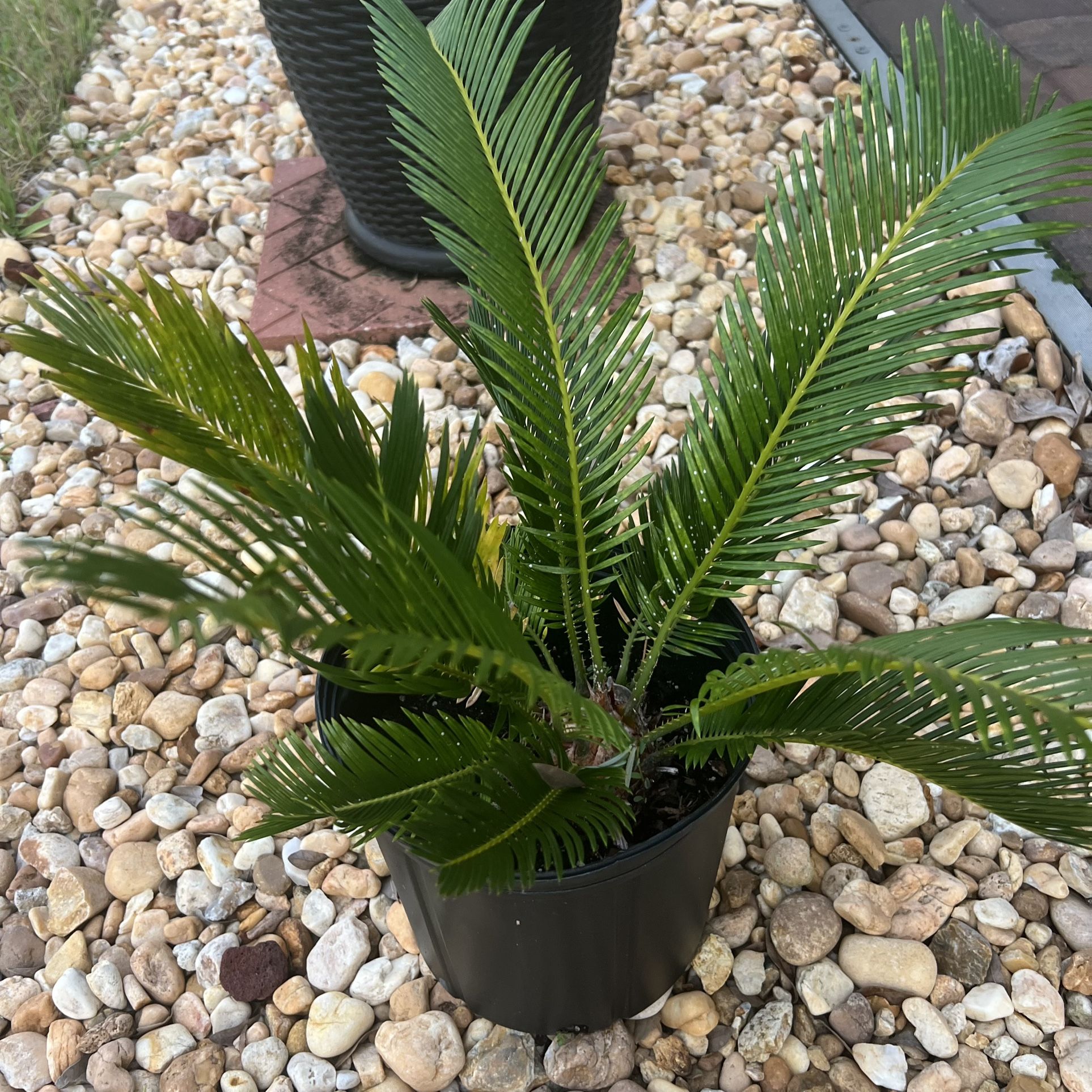 Sago Palm 🪴