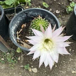 Beautiful Blooming Cactus