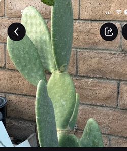 Eatable cactus spineless 3 feet cutting