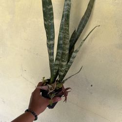 Snake Plant