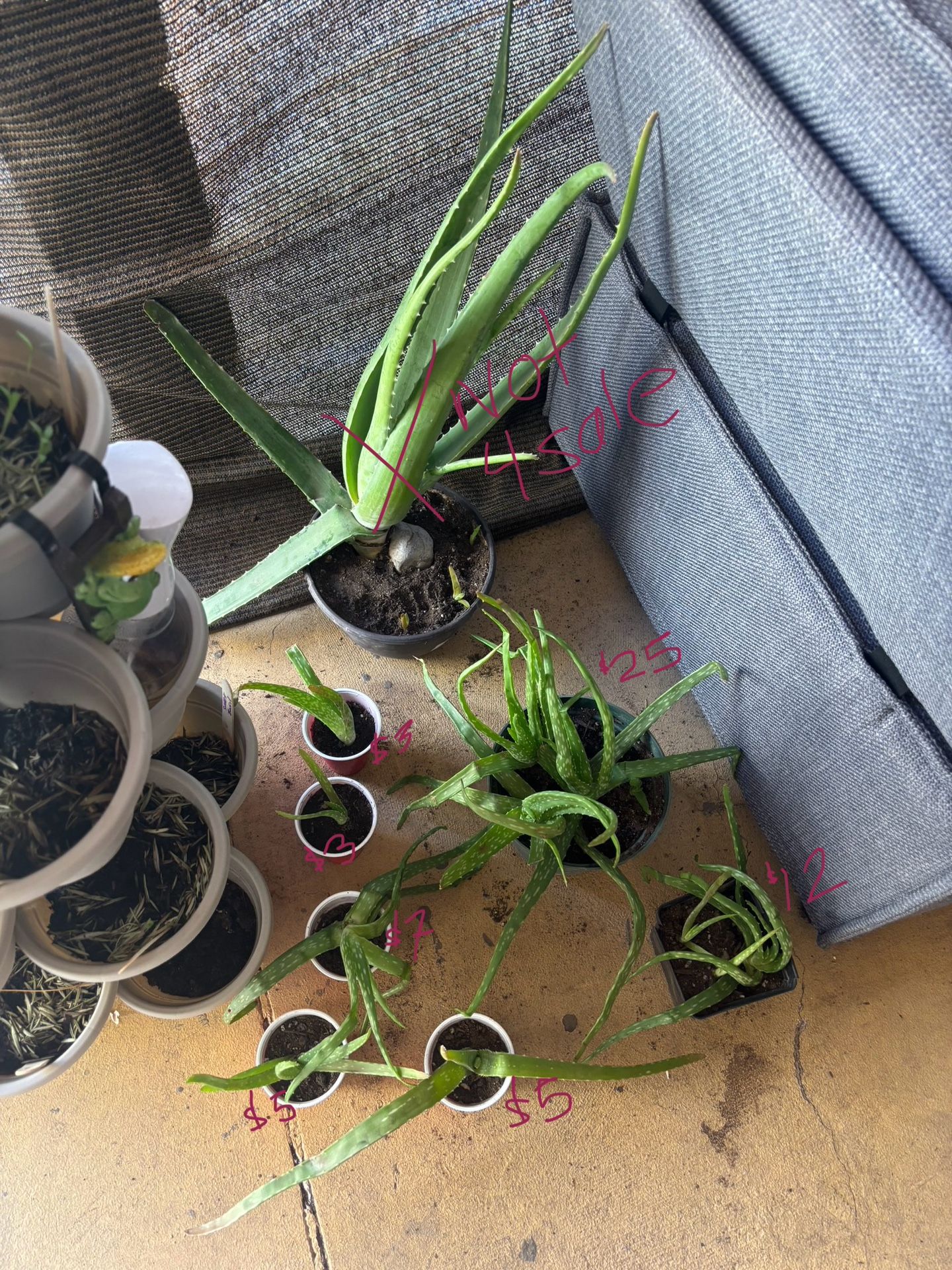 Aloe Vera Plants Various Sizes And Prices!