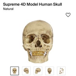 Supreme 4D Model Human Skull