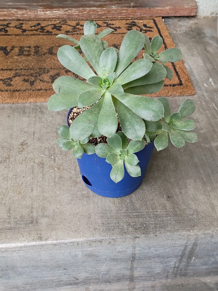 Succulent