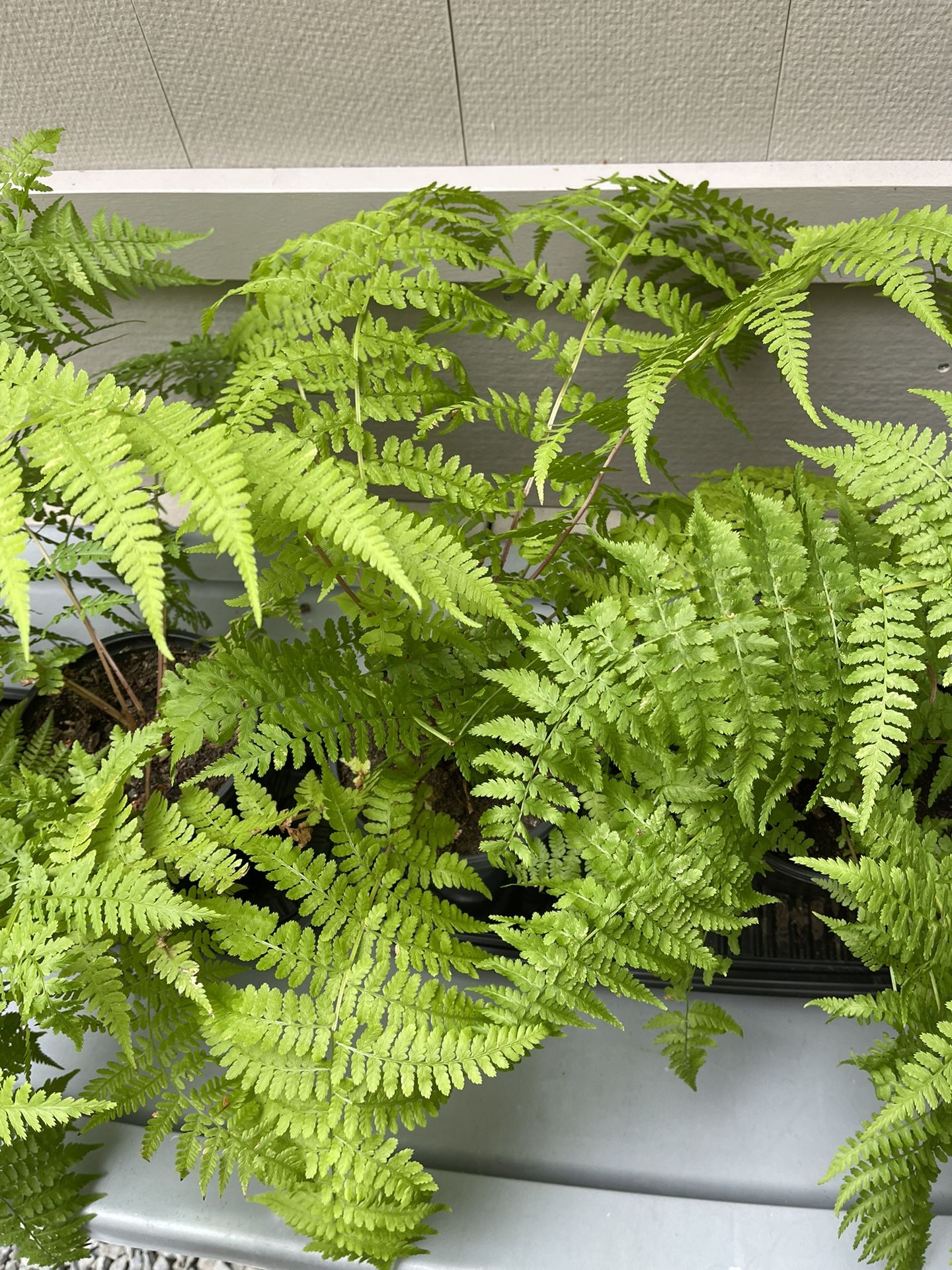 lady Fern Perennial Outdoor Plant.