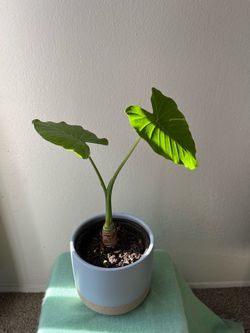 Plant