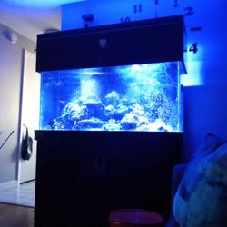 Salt Water Fish Tank Got Sale 