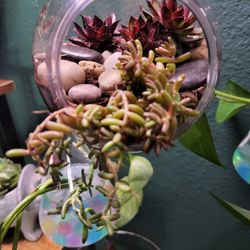 Hanging Succulent Terrarium 