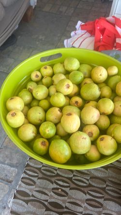 Guayava rosita
