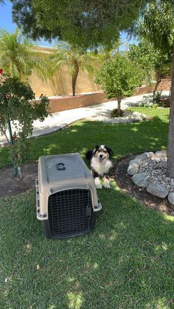 Dog cage