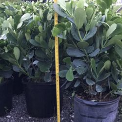 Clusias Plants 7 Galón $13 