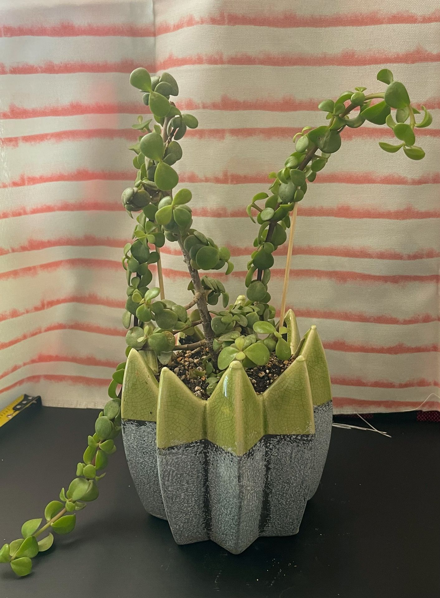 Portulacaria Afra (live succulent plant) *Also known as the plant that attracts prosperity