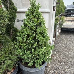 Boxwood Cones