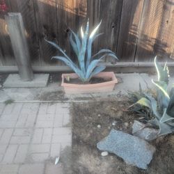 24-in American Blue Agave Cactus For Sale