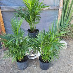 Cat Palm Plants 10" Pot $10 Each/ 3 For $25