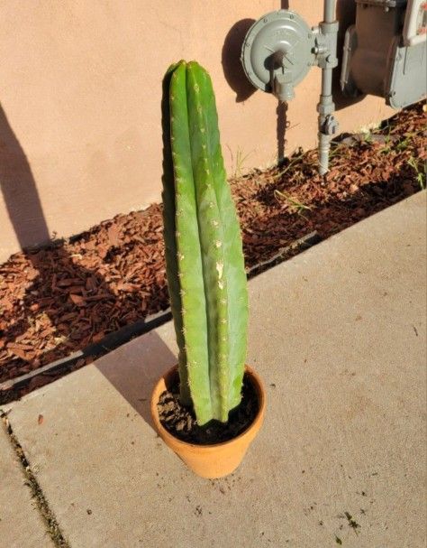 San Pedro Cactus Cacti Fully Rooted In Pot - 12 IN