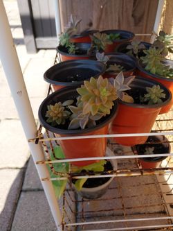 Succulents Potted Plants