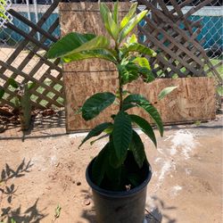 Mispherro Tree