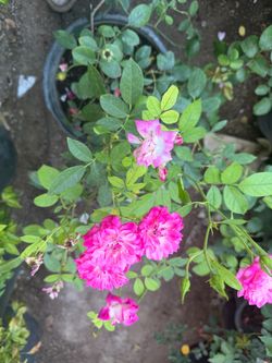 Iceberg rose