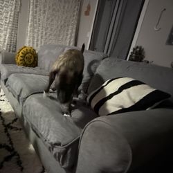 Grey Couch - Idc Come Get It For Free