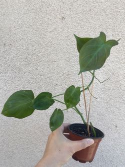 Philodendron Camposportaonum plant