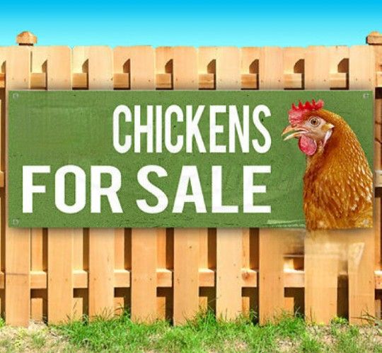 Gallina Golona