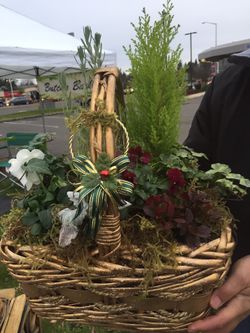 Large holiday garden! Perennial!