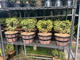 Heart-shaped jade bonsai in 10” pot. SPECIAL PRICE 🤩
