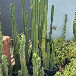 Cactus San Pedro $100 Each