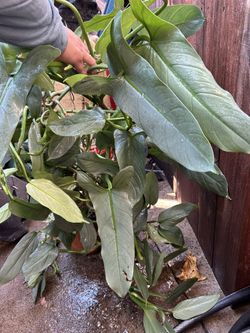 Philodendron Silver Sword 8in