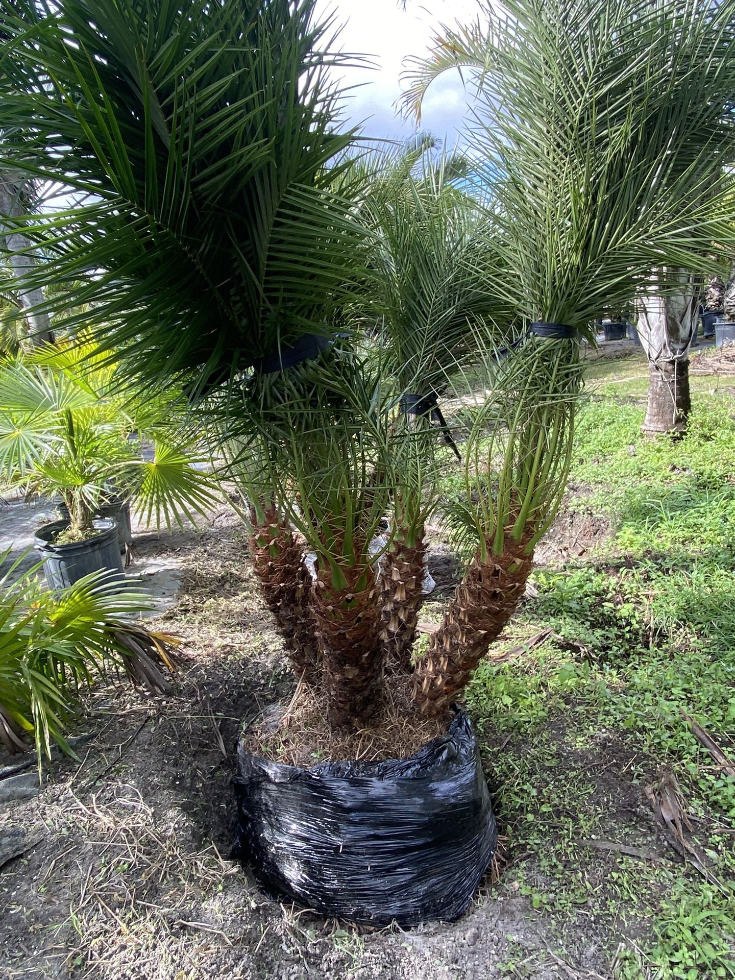 Robillini Palms ( Field Grown Fat) FREE DELIVERY ..INSTALL Available