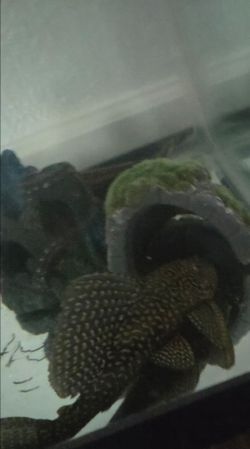Spotted sailfin pleco decor