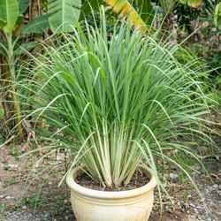 Big Organic Lemon Grass Plant.Indian Green Tea.Great for cooking and teas.Repels mosquitos and pests