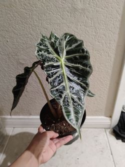 Alocasia polly