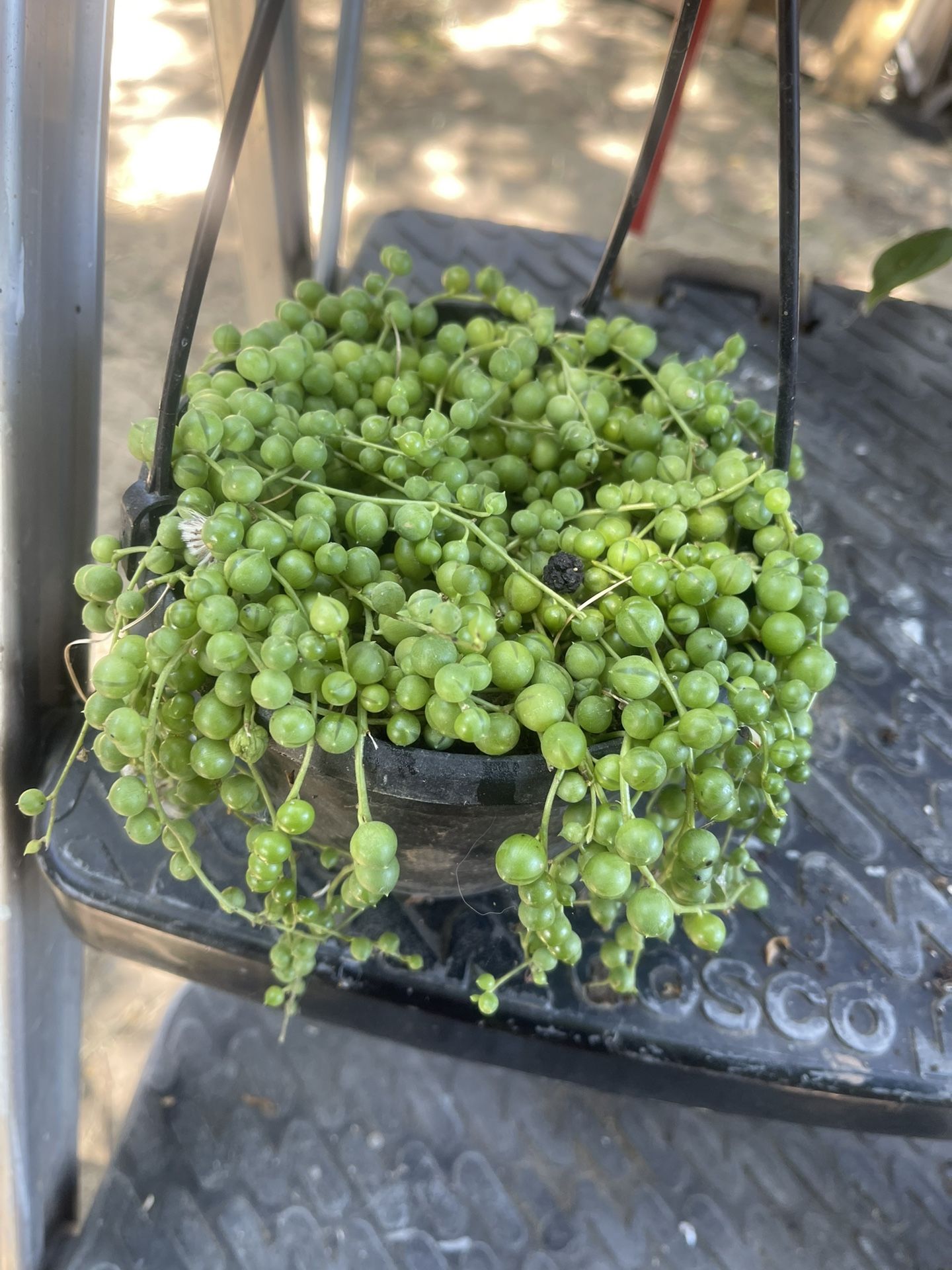 Plant In Handle Pot