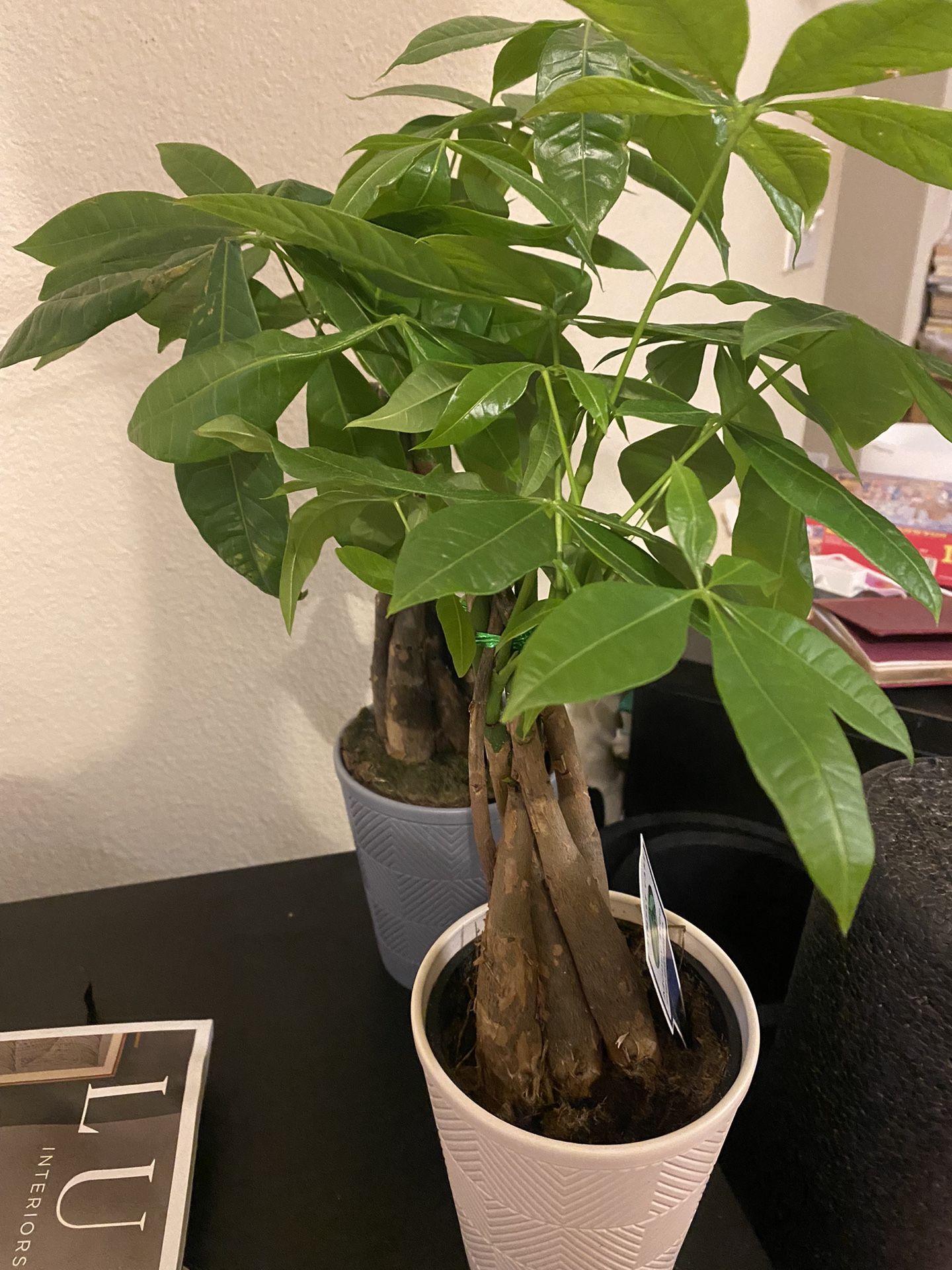 Money tree For sale