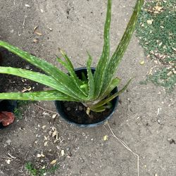 Aloe Vera Plants