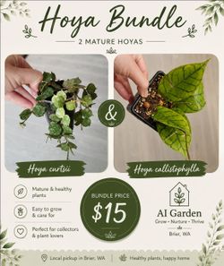 Hoya Bundle – Curtsii & Callistophylla