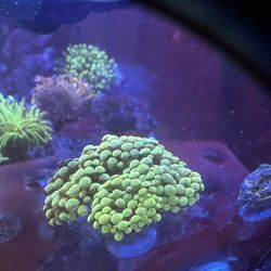 Neon Banana/Gold Hammer Colony – Super Bright