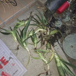 Free Aloe Vera Plants 